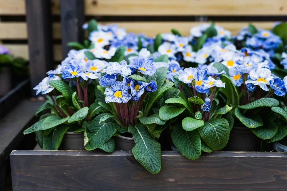 PRC Luxury Travel Essex Experience the Pinnacle of Luxury Travel The RHS Chelsea Flower Show 2025: The Ultimate Guide and Luxury Travel Experience